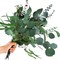 12Pcs Mixed Real Dried Eucalyptus Leaves Stems - Preserved Eucalyptus Branches, Silver Dollar Eucalyptus, Seeded Eucalyptus Bouquets for Vase Floral Arrangements Wedding Greenery Decor